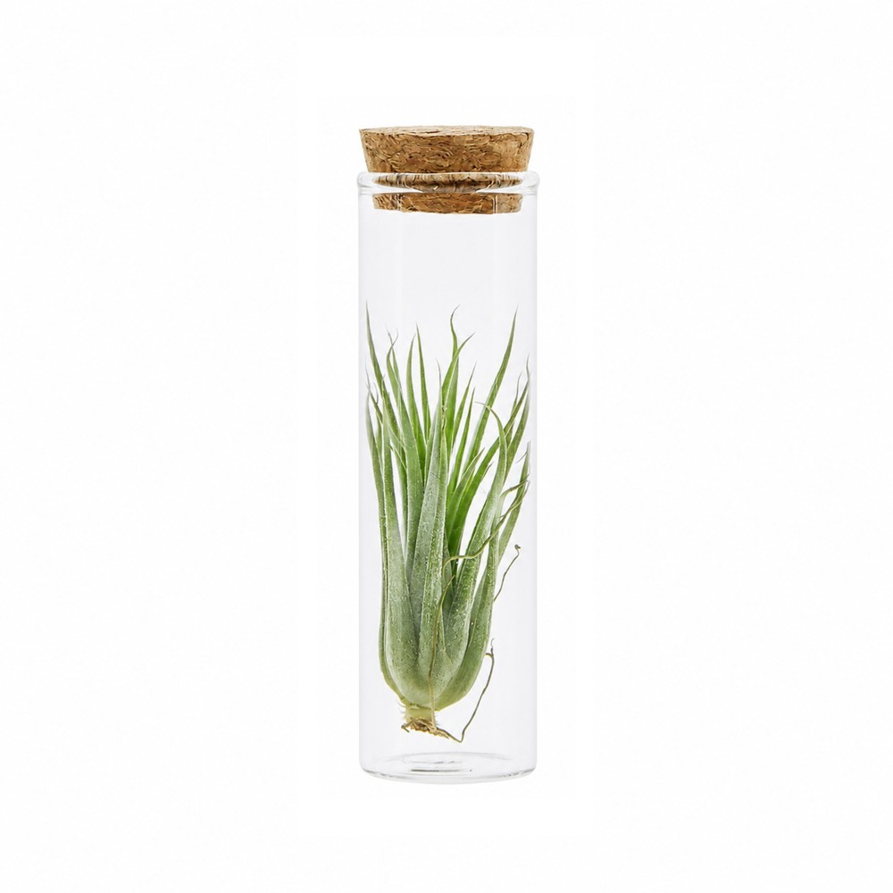 Airplant - Glass bottle small