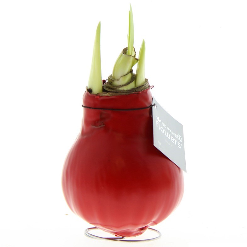 No Water Flowers® - Waxz® Colours, In luxury box, Rood
