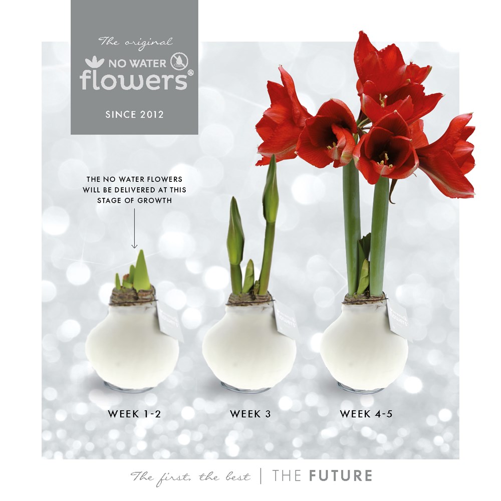 No Water Flowers® - Rainbow, Zonder verpakking