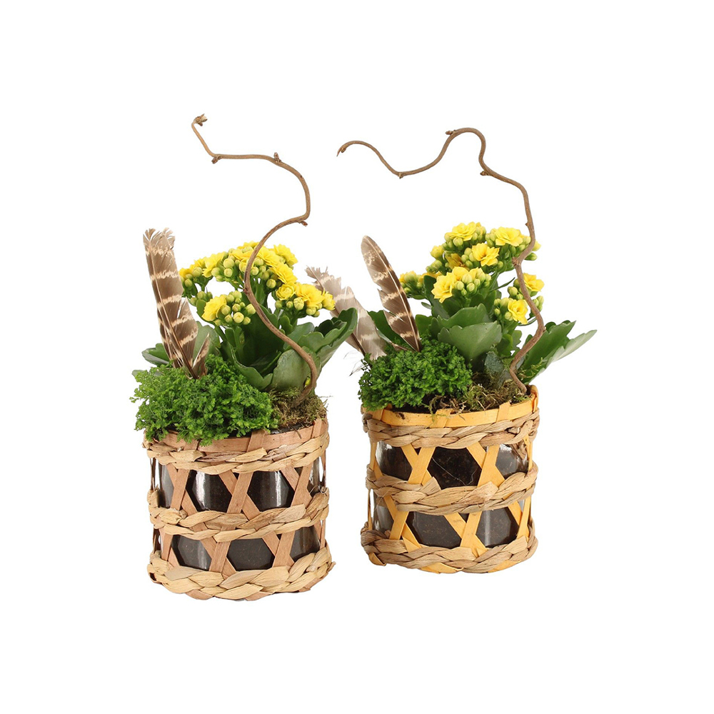Easter wicker basket medium - Kalanchoë