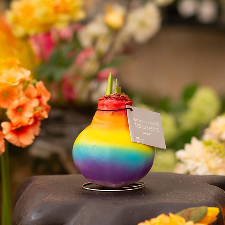 No Water Flowers® - Rainbow, Zonder verpakking