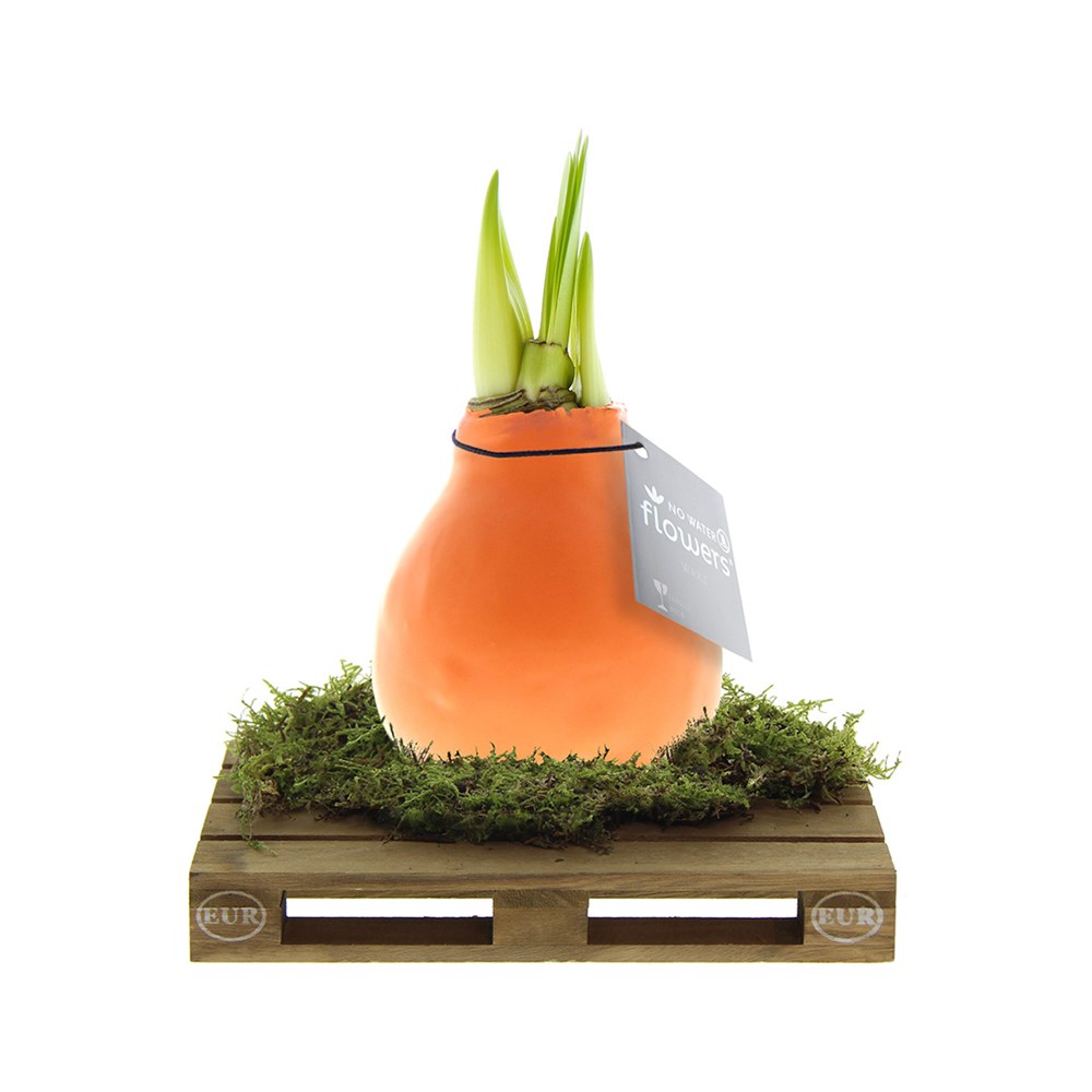 No Water Flowers® - Waxz® on pallet, Zonder verpakking, Pastel oranje