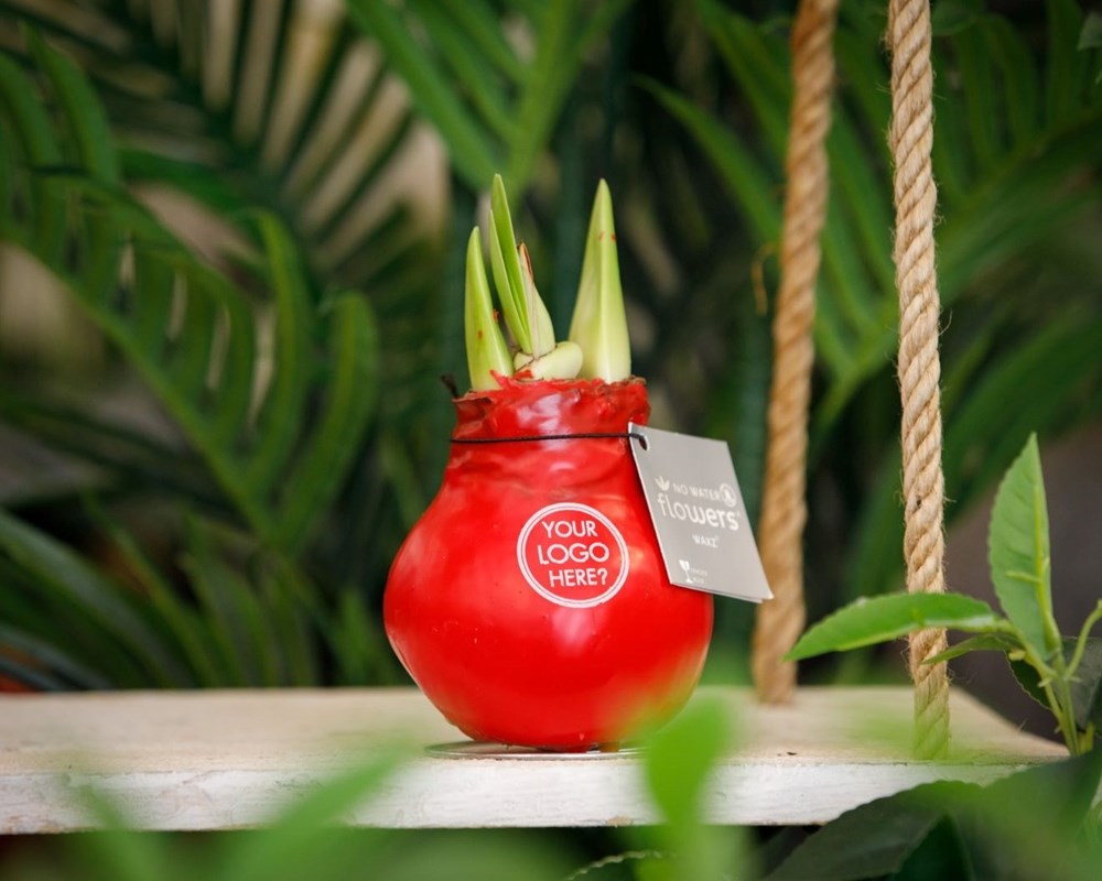 No Water Flowers® - Waxz® Colours, In luxury box, Rood
